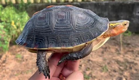 黃緣閉殼龜飼養|黃緣閉殼龜的飼養要點